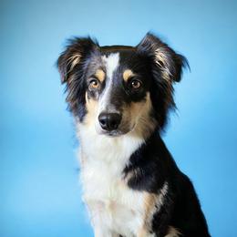 Millie - Miniature Australian Shepherd