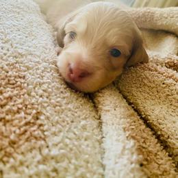 Nathan - Dapple male Dachshund puppy in Fontana, California from DOXI.E.