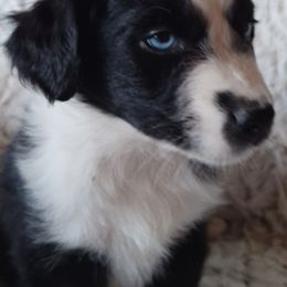Oakley - Black & white male Australian Shepherd puppy in Sioux Falls, Sd Area, South Dakota from Diamond Aussies N the Rough