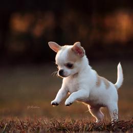 Chihuahua Puppies from DiLusso Chihuahuas