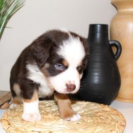 Miniature Australian Shepherd Puppies from Yarborough Kennels