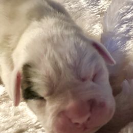 Boxer Puppies from Venician Boxers