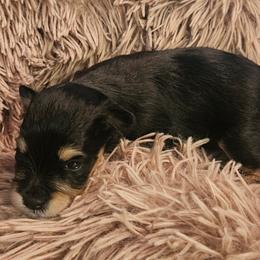 Miniature Schnauzer Puppies from 1 Smart choice Schnauzers babies
