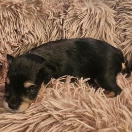 Miniature Schnauzer Puppies from 1 Smart choice Schnauzers babies