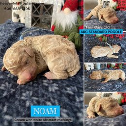 NOAM - Light Blue Boy - Cream male Poodle puppy in Charlo, Montana from Heavenly Hilltop Farm