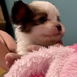Justice - Red white and sable male Papillon puppy in Xenia, Ohio from 4 Paws Piper's Legacy Papillons
