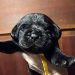 Yellow Male - Black male Labrador Retriever puppy in Andrews, South Carolina from Leyland Cypress Retrievers