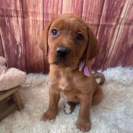 Purple ribbon girl - Yellow female Labrador Retriever puppy in Newmanstown, Pennsylvania from Retrievers of Millbach