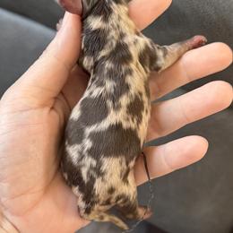 Girl 2 - Dapple female Dachshund puppy in London, Kentucky from Steele Half Acre Homestead