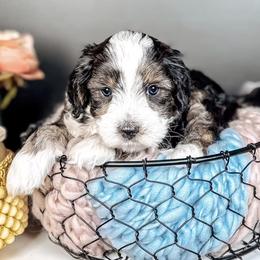 Pickles - Black and chalk male Australian Labradoodle puppy in Decatur, Alabama from Southern Meadows Doodles