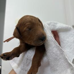 Peach collar - Red  female Poodle puppy in San Benito, Texas from Irene's Poodles