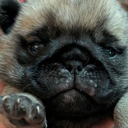Hoskinspugs - Pug