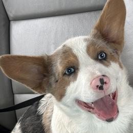 American Corgis and Cardigan Welsh Corgis from Beaucoup Corgis
