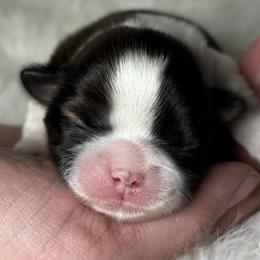 Holding for breeder - Tricolor female Shih Tzu puppy in Hayden, Idaho from Phoenix Shih Tzu