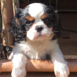 Cavalier King Charles Spaniels from Claymoore Cavaliers