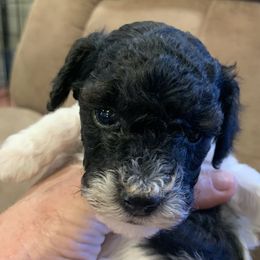Sassy - Parti female Poodle puppy in Elverta, California from Silveracepoodles