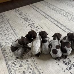 Girl 2 - Liver female German Shorthaired Pointer puppy in Olean, New York from Freestone GSP