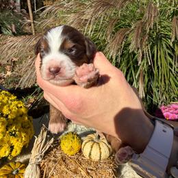 Chocolate tri boy - Chocolate male Assorted Doodle Crosses puppy in Bedford, Pennsylvania from Dans Doodlez