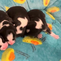 Pembroke Welsh Corgi Puppies from Promise Land Farm