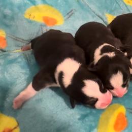 Pembroke Welsh Corgi Puppies from Promise Land Farm