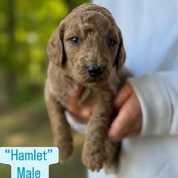 Hamlet - Apricot male Poodle puppy in St. Johnsbury, Vermont from Poodles of the Northern Woods