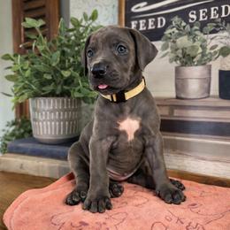 White Collar - Blue female Great Dane puppy in Carencro, Louisiana from Halsey Danes
