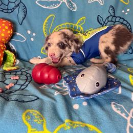 Samson - Blue merle male Miniature Australian Shepherd puppy in California from Eagle River Aussies