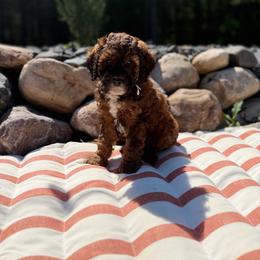 White - Sable female Poodle puppy in Wisconsin Rapids, Wisconsin from Clementi Pearl Golden and Poodle
