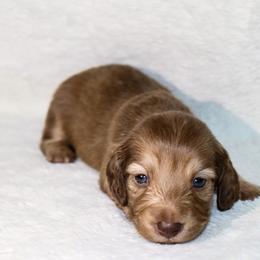 Riley 3500 - Cream female Dachshund puppy in Coldwater, Mississippi from Mississippi Shorties Miniature Dachshunds