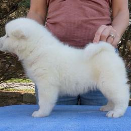 Suki - Girl 4 - White female Akita puppy in Coopersburg, Pennsylvania from Main Street Akitas