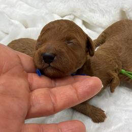 Blue collar male - Red  male Poodle puppy in San Benito, Texas from Irene's Poodles