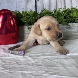 Lavender - Yellow female Labrador Retriever puppy in Newton Grove, North Carolina from Wayalife Labradors & Gsp’s