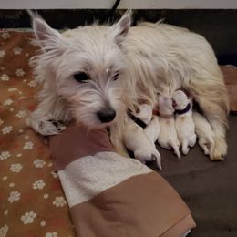 Whitney - West Highland White Terrier