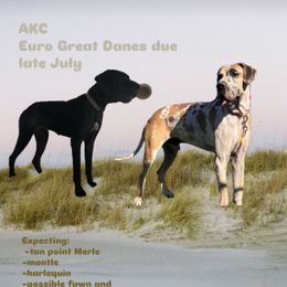 Great Dane puppies from DoodleDandy & Danes