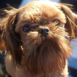 Oscar - Shih Tzu