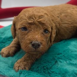 Maye - Red female Cavapoo puppy in Central, Arizona from Desert Valley Doodles