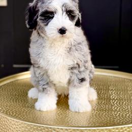 Boy 6 - Blue merle male Bernedoodle puppy in Salt Lake County, Utah from Coco Avenue Pups
