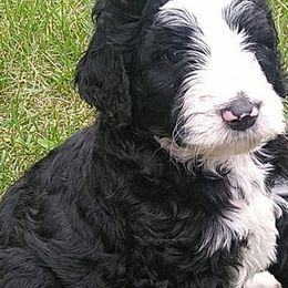 Bernedoodles from Abberdoodles bernedoodles