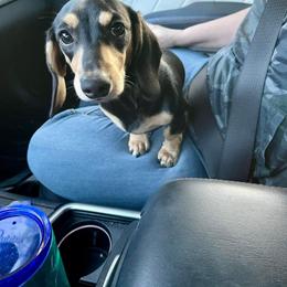 Diesel - Dachshund