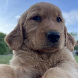 Dachshund and Golden Retriever Puppies from HS Goldens