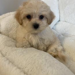 Abu - Cream male Maltipoo puppy in Bellingham, Washington from My Sweet Poodles and Doodles