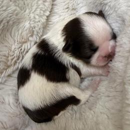 Patti-color - Tricolor female Shih Tzu puppy in Citrus Heights, California from The Lion dog Shih Tzu