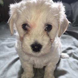 Boy - Cream male Maltipoo puppy in Brooksville, Florida from DeVall Maltipoos