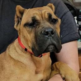 Red Collar - Red female Cane Corso puppy in Lewistown, Montana from Corsi Amore Kennels