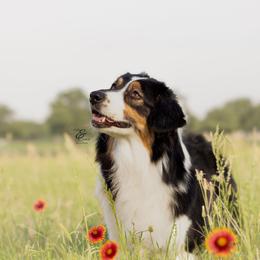 Australian Shepherd and Miniature Australian Shepherd All Grown Up from Ridgestar Aussies