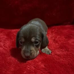 Girl 3 - Chocolate and tan female Dachshund puppy in Ponce De Leon, Florida from Brittany's Dachshunds
