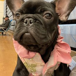 French Bulldog Puppies from Boise French Bulldogs