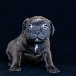 Boy 1 - male Staffordshire Bull Terrier puppy in Tomales, California from Moonspinner Staffords