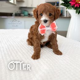 Bernedoodle and Cavapoo Puppies from Wonderful World Doodles