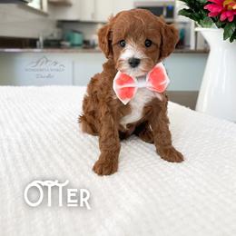 Bernedoodle and Cavapoo Puppies from Wonderful World Doodles